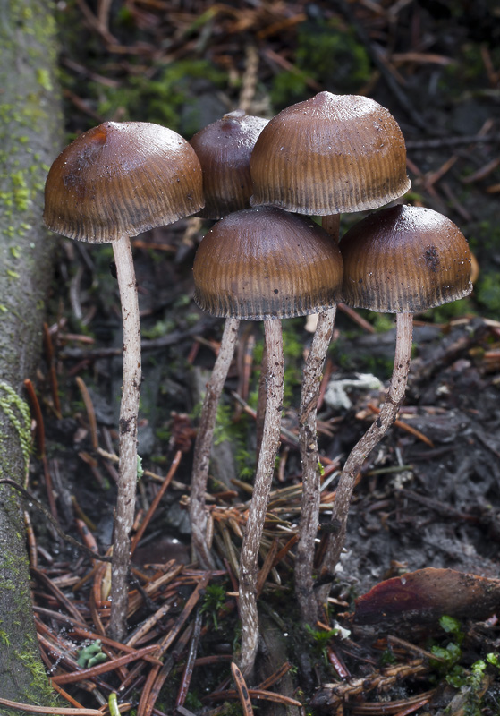 Psilocybe atrobrunnea